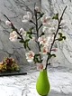 sakura-cicegi-vazo-duz-cok-renkli