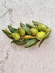zeytin-dali-bros-acik-yesil