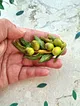 zeytin-dali-bros-acik-yesil