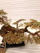 bonsai-fistik-yesili