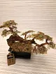 bonsai-fistik-yesili