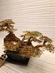 bonsai-fistik-yesili