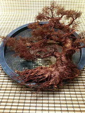 Yuvarlak Çerçeve Bonsai 1 Bakır Rengi