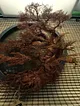yuvarlak-cerceve-bonsai-1-bakir-rengi