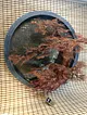 yuvarlak-cerceve-bonsai-1-bakir-rengi