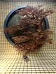 yuvarlak-cerceve-bonsai-1-bakir-rengi