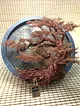 yuvarlak-cerceve-bonsai-1-bakir-rengi