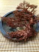 yuvarlak-cerceve-bonsai-1-bakir-rengi