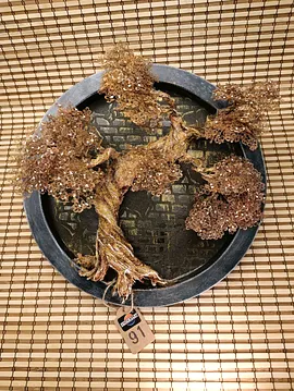 Sarı Beyaz Bonsai Beyaz