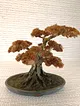 bonsai-altin-rengi