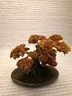 bonsai-altin-rengi