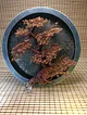 kirmizi-bonsai-kirmizi
