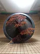 kirmizi-bonsai-kirmizi