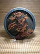 kirmizi-bonsai-kirmizi