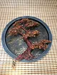 kirmizi-bonsai-kirmizi