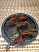 kirmizi-bonsai-kirmizi