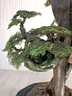 el-saksili-bonsai-yesil-yesil