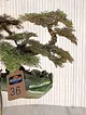 el-saksili-bonsai-yesil-yesil