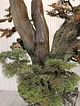 el-saksili-bonsai-yesil-yesil