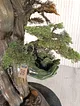 el-saksili-bonsai-yesil-yesil