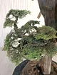 el-saksili-bonsai-yesil-yesil