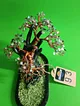 dogal-tas-bonsai-bakir-rengi
