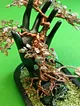 dogal-tas-bonsai-bakir-rengi