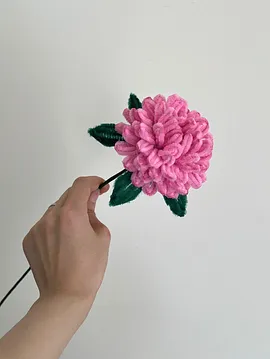 Kasımpatı Pembe