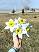 sonil-nergis-cicegi-beyaz