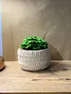 amigrumi-sukulent-yesil