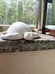 deniz-kaplumbagasi-diy-obje-tas