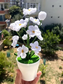 Saksıda Unutma Beni Çiçeği  Beyaz