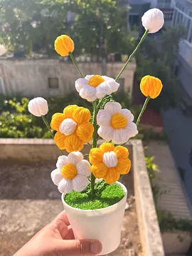 Saksıda Puf Papatya  Beyaz
