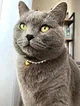 kedi---kopek-charm-inci-tasma-kolye-beyaz-008