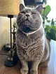 kedi---kopek-charm-inci-tasma-kolye-beyaz-008