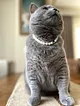 kedi---kopek-nazar-boncuk-inci-tasma-kolye-beyaz-007