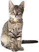kedi---kopek-renkli-tasma-kolye-kahve-gri-030