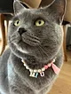 kedi---kopek-isimli-inci-tasma-kolye-pembe-beyaz-051