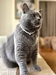 kedi---kopek-charm-inci-tasma-kolye-beyaz-009