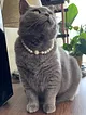 kedi---kopek-charm-inci-tasma-kolye-beyaz-004