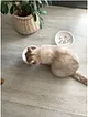 kedi-icin-mama-ve-su-kabi