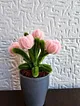 sonil-mini-saksi-pembe
