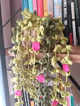 Saksıda Sarmaşık Çiçeği  Yeşil