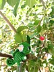 amigurumi-rapunzel-pascal-figur-ve-anahtarlik-yesil