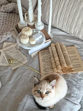 3 Lü Balkabağı Doğal Esanslı Soyawax Mum  Krem Rengi