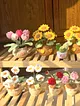 saksida-kalpli-lale-cicegi-pembe