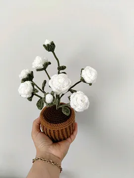 Saksıda Gül Çiçek Beyaz