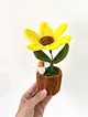 sonil-saksi-cicegi-cok-renkli