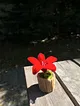 sonil-cicek-saksi-kirmizi