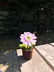 sonil-cicek-pembe